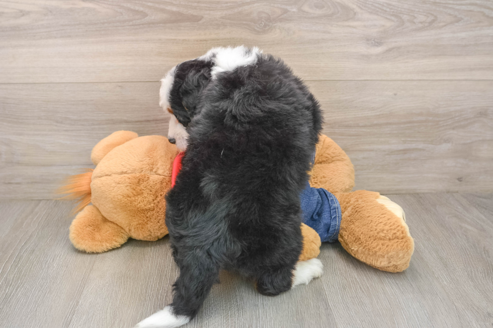 Best Mini Bernedoodle Baby