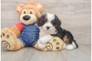 Mini Bernedoodle Puppy for Adoption