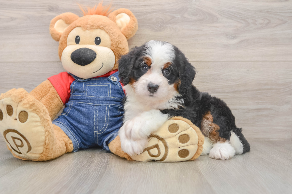 Mini Bernedoodle Puppy for Adoption