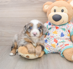 6 week old Mini Bernedoodle Puppy For Sale - Florida Fur Babies