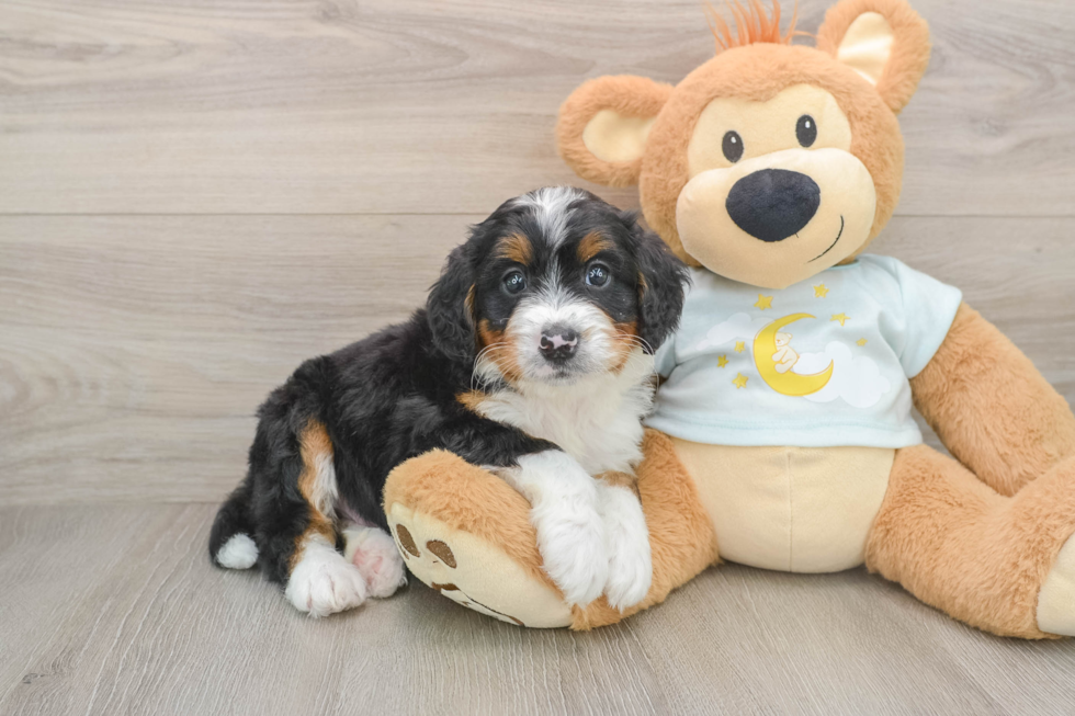Best Mini Bernedoodle Baby