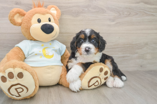 Little Bernese Doodle Poodle Mix Puppy