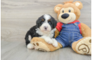 Mini Bernedoodle Puppy for Adoption