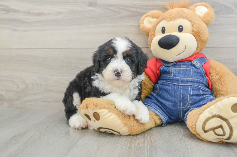5 week old Mini Bernedoodle Puppy For Sale - Florida Fur Babies