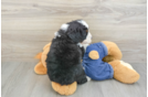 Best Mini Bernedoodle Baby