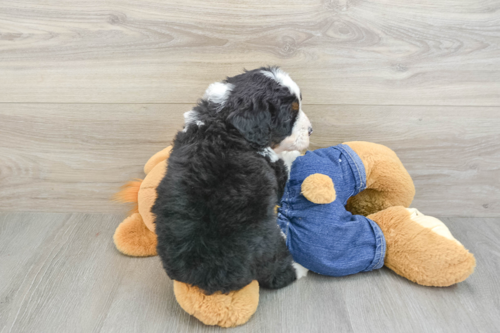 Best Mini Bernedoodle Baby