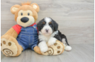 Mini Bernedoodle Puppy for Adoption
