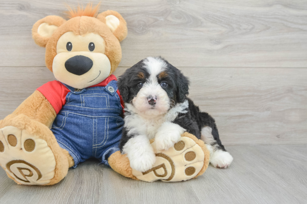 Mini Bernedoodle Puppy for Adoption