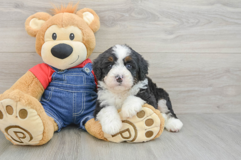 Meet Davide - our Mini Bernedoodle Puppy Photo 3/3 - Florida Fur Babies