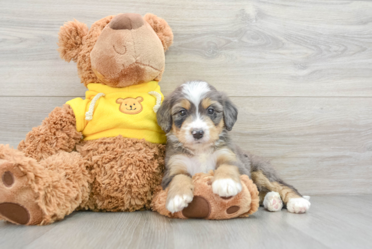 Mini Bernedoodle Pup Being Cute