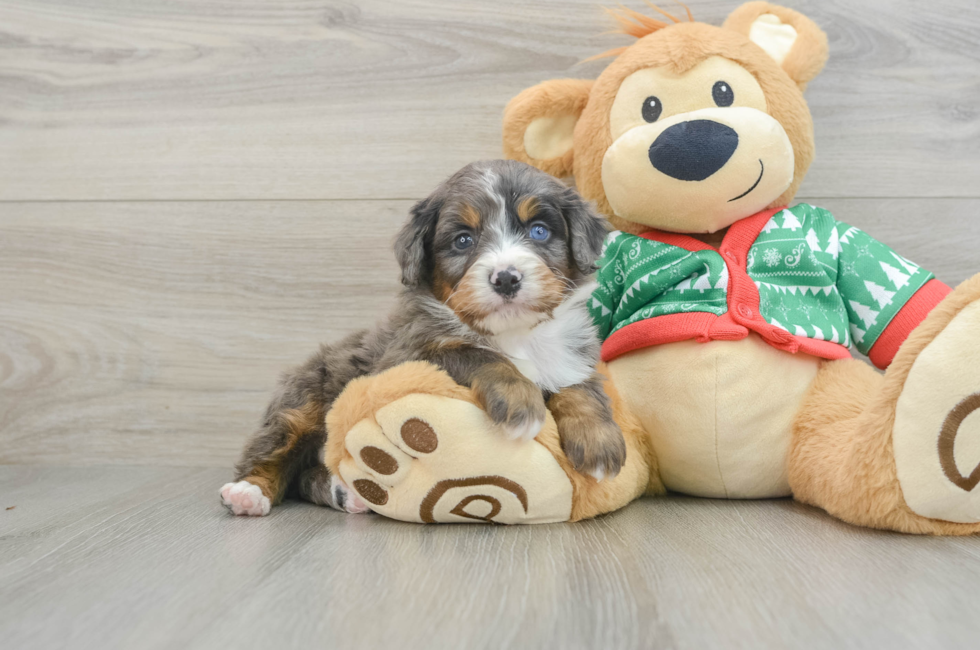 4 week old Mini Bernedoodle Puppy For Sale - Florida Fur Babies