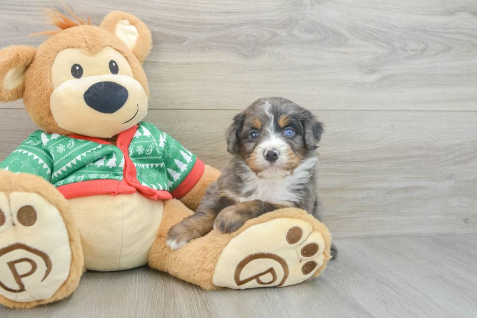 Small Mini Bernedoodle Baby