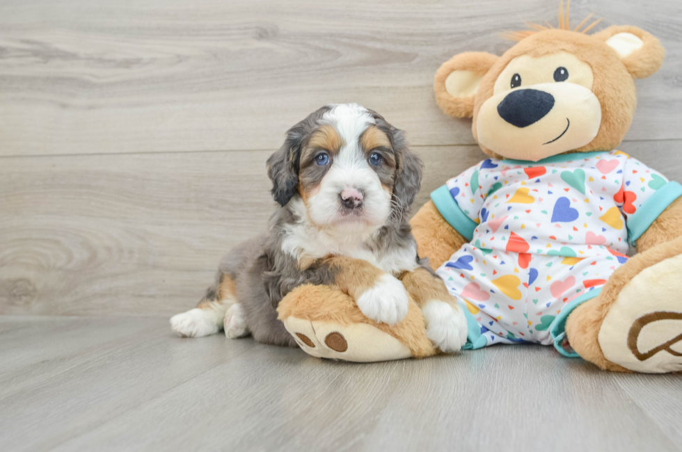 6 week old Mini Bernedoodle Puppy For Sale - Florida Fur Babies