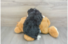 Playful Mini Bernesepoo Poodle Mix Puppy