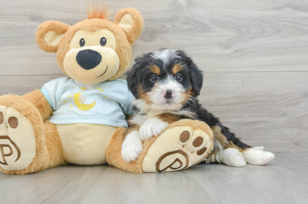 5 week old Mini Bernedoodle Puppy For Sale - Florida Fur Babies