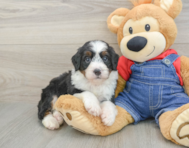 7 week old Mini Bernedoodle Puppy For Sale - Florida Fur Babies