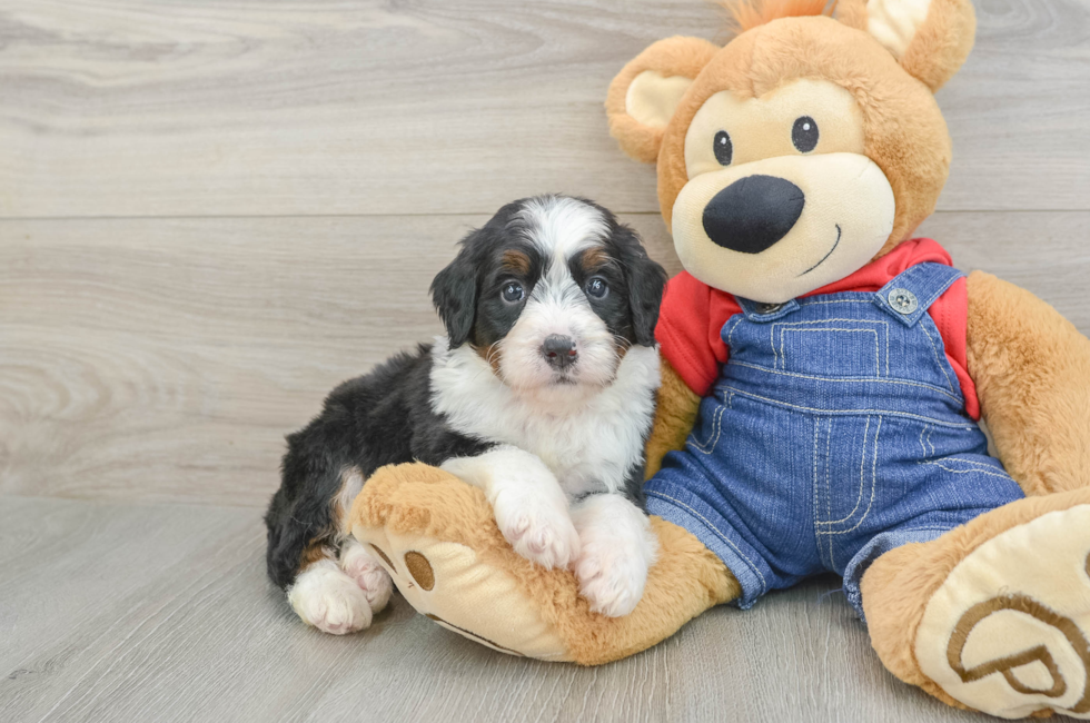 5 week old Mini Bernedoodle Puppy For Sale - Florida Fur Babies