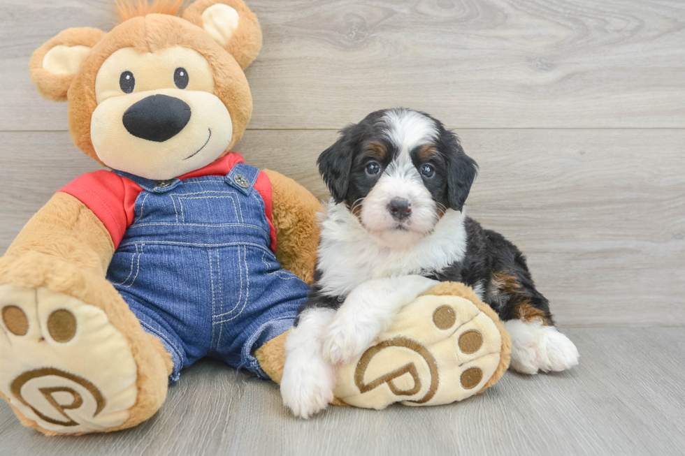 Mini Bernedoodle Puppy for Adoption