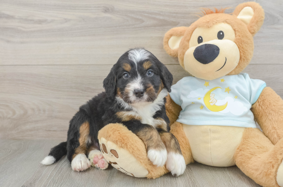 5 week old Mini Bernedoodle Puppy For Sale - Florida Fur Babies
