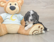 7 week old Mini Bernedoodle Puppy For Sale - Florida Fur Babies
