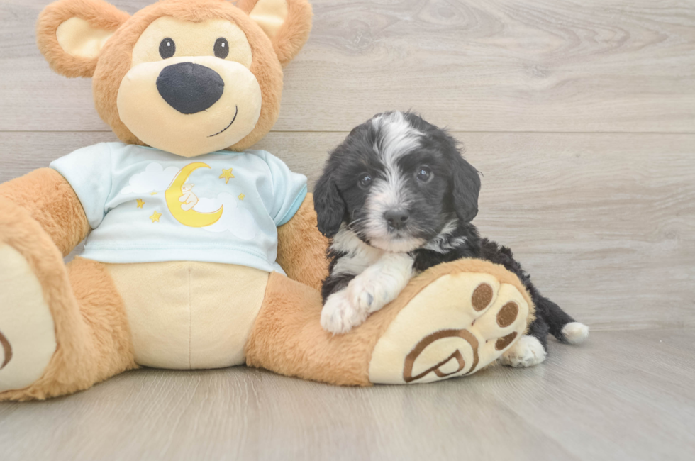 5 week old Mini Bernedoodle Puppy For Sale - Florida Fur Babies