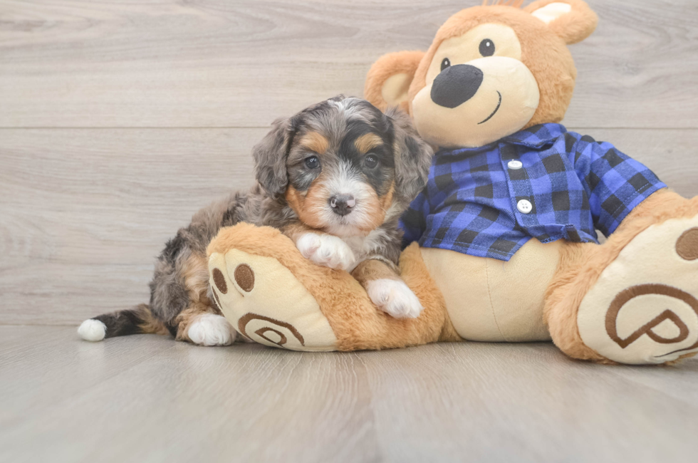 5 week old Mini Bernedoodle Puppy For Sale - Florida Fur Babies