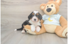 Mini Bernedoodle Puppy for Adoption