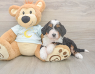 5 week old Mini Bernedoodle Puppy For Sale - Florida Fur Babies