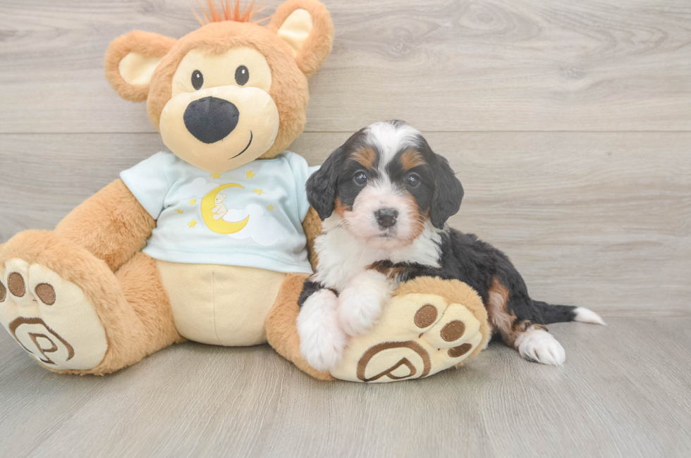 5 week old Mini Bernedoodle Puppy For Sale - Florida Fur Babies