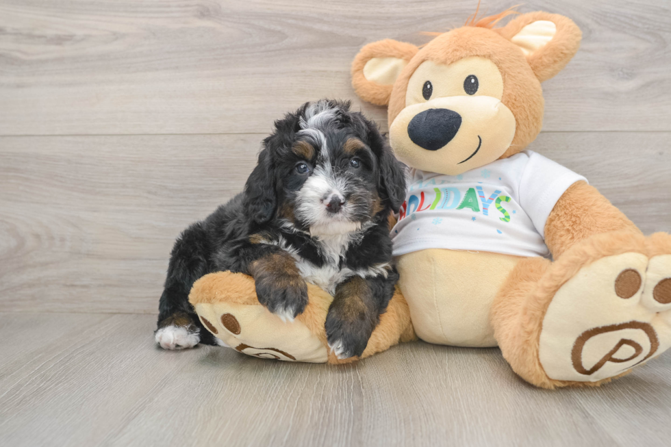 Adorable Mini Bernesepoo Poodle Mix Puppy