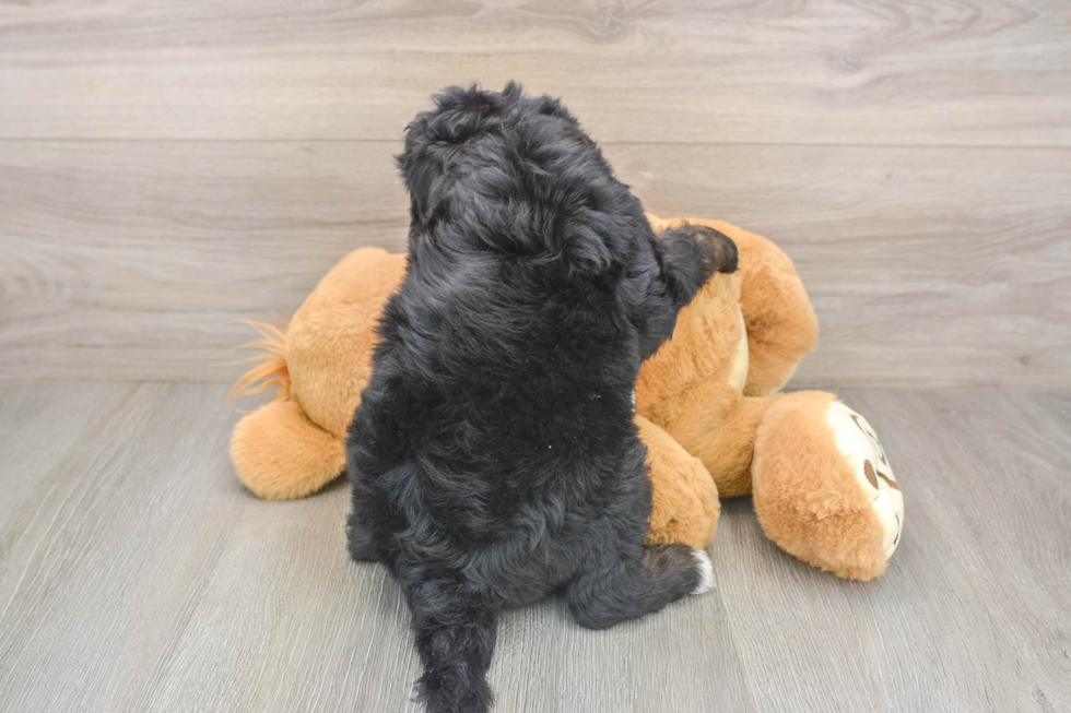Popular Mini Bernedoodle Poodle Mix Pup