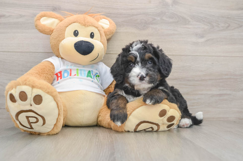 5 week old Mini Bernedoodle Puppy For Sale - Florida Fur Babies