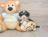 5 week old Mini Bernedoodle Puppy For Sale - Florida Fur Babies