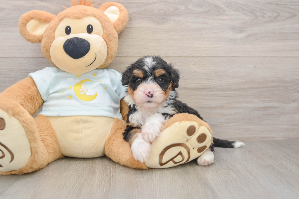 Small Mini Bernedoodle Baby