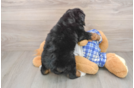 Small Mini Bernedoodle Baby