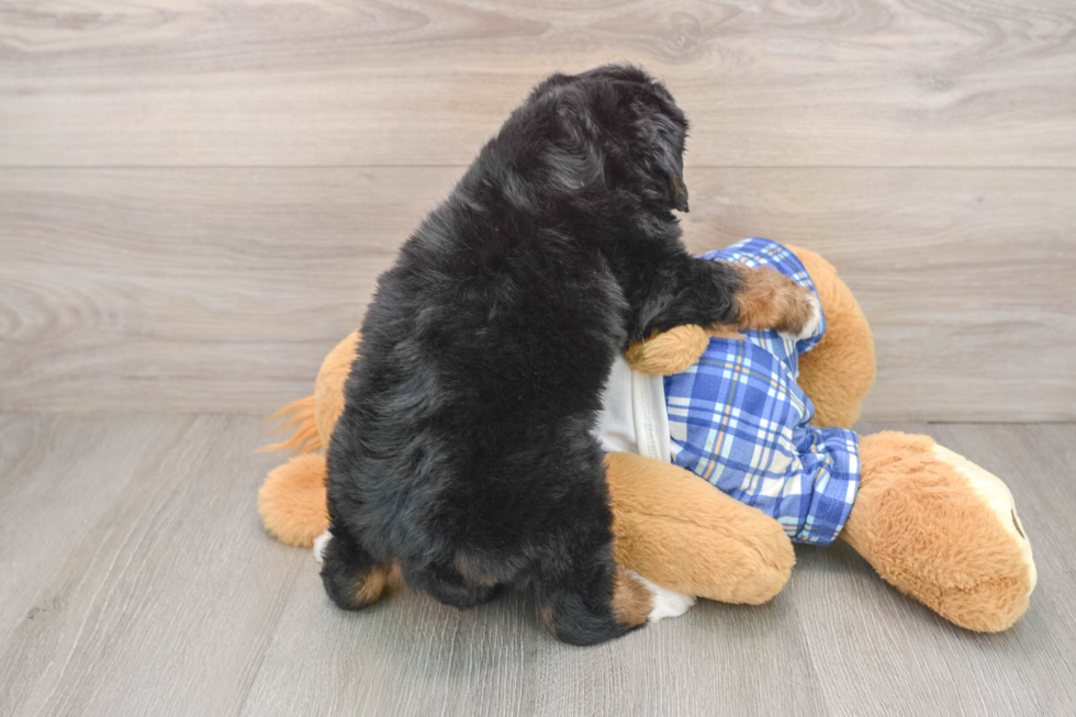 Small Mini Bernedoodle Baby