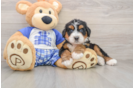 Small Mini Bernedoodle Baby