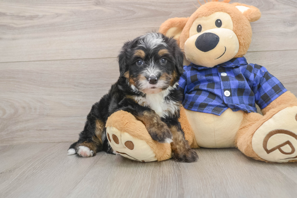 Popular Mini Bernedoodle Poodle Mix Pup