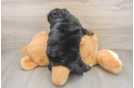 Mini Bernedoodle Puppy for Adoption