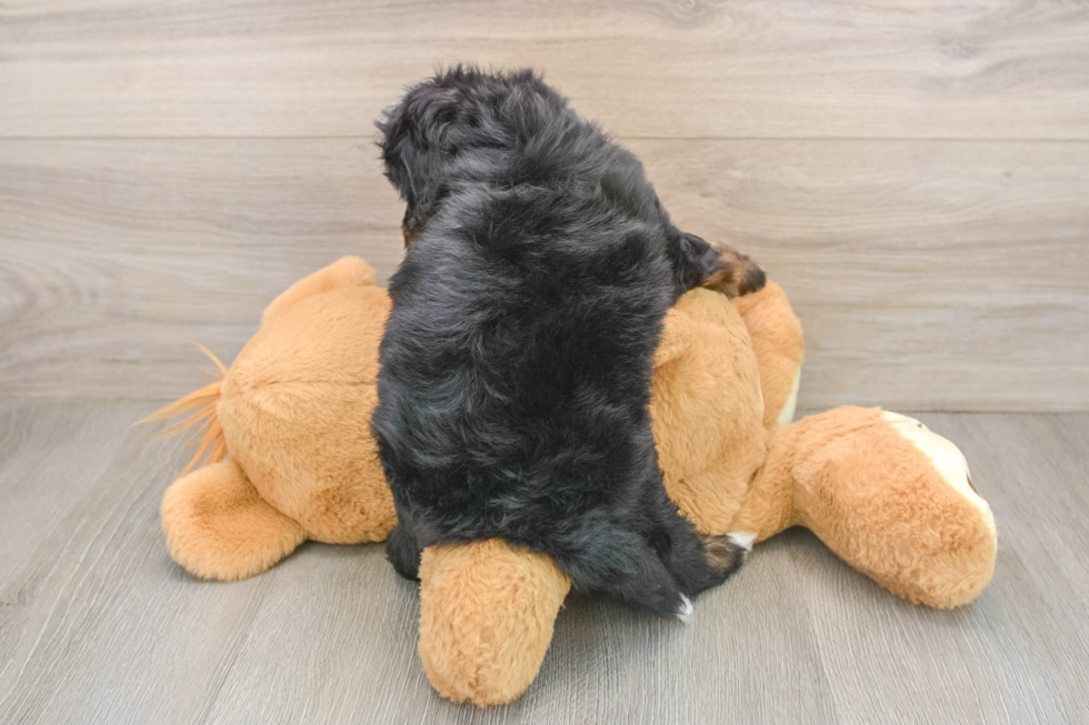 Mini Bernedoodle Puppy for Adoption