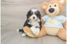Playful Mini Bernepoo Poodle Mix Puppy