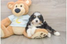 Petite Mini Bernedoodle Poodle Mix Pup