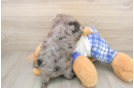 Fluffy Mini Bernedoodle Poodle Mix Pup