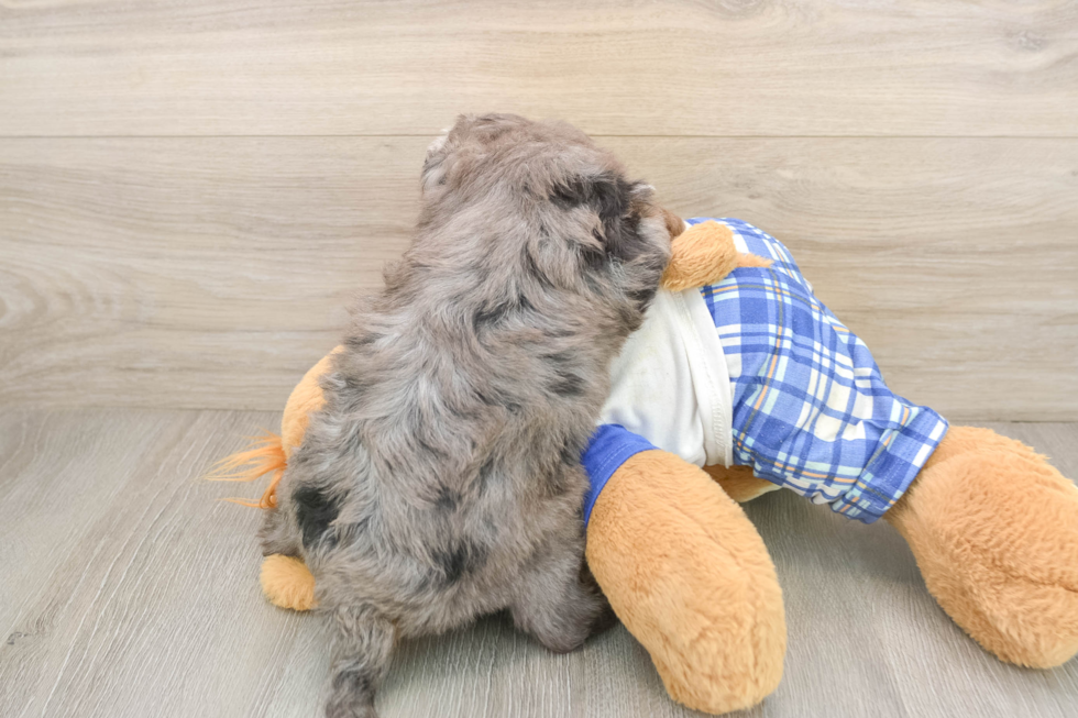 Fluffy Mini Bernedoodle Poodle Mix Pup