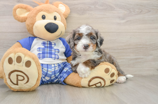 Best Mini Bernedoodle Baby