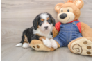 Sweet Mini Bernedoodle Baby