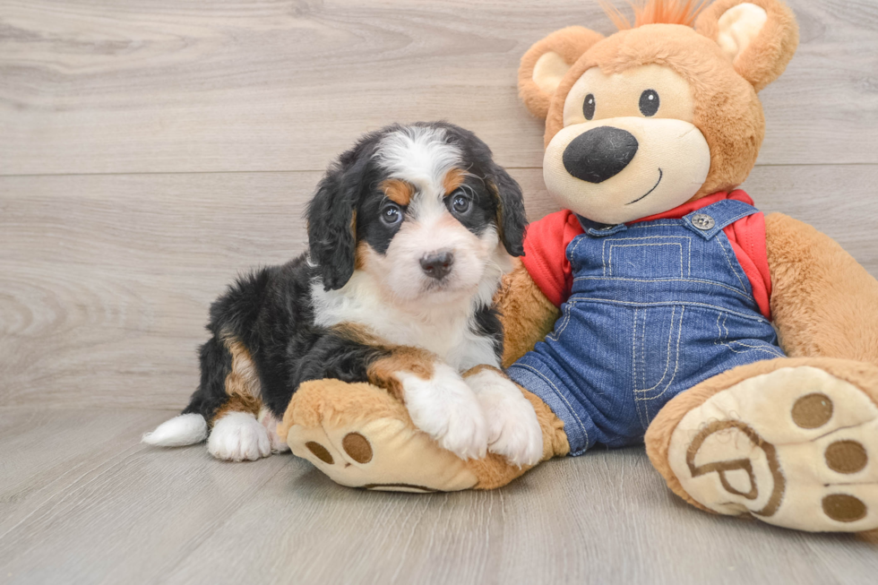 Sweet Mini Bernedoodle Baby