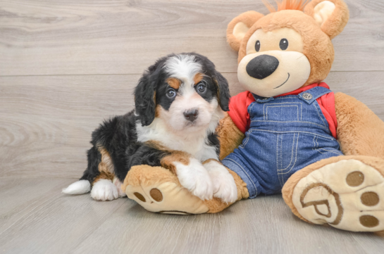 Sweet Mini Bernedoodle Baby
