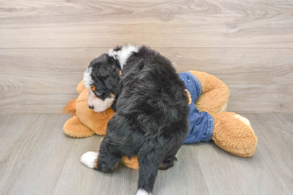 Adorable Mini Bernese Poodle Poodle Mix Puppy