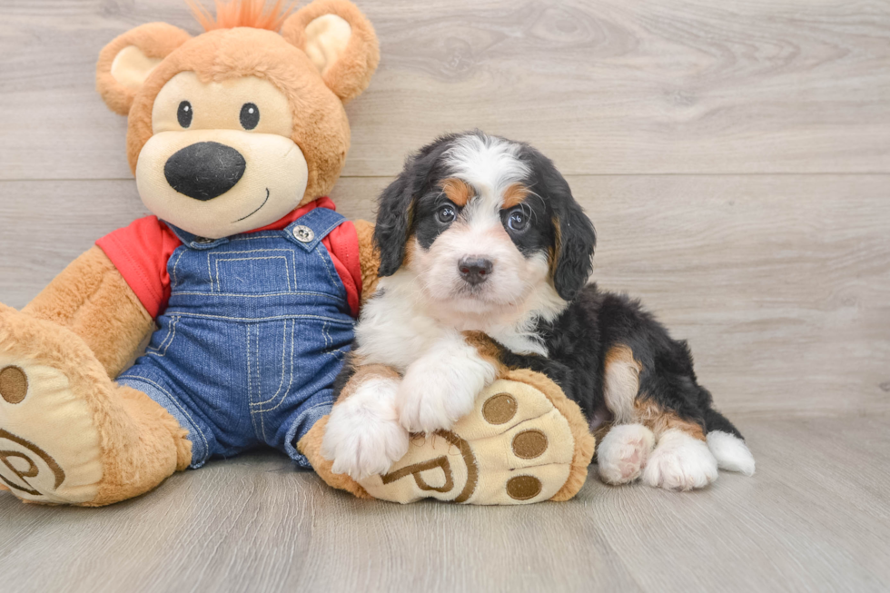 Playful Bernese Doodle Poodle Mix Puppy